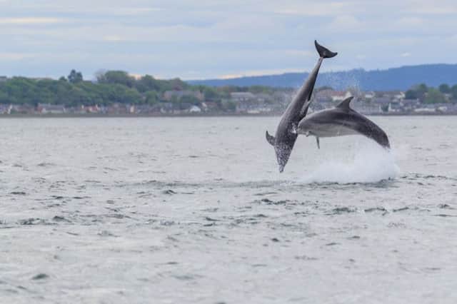 The east coast of Scotland is a hotspot for dolphin sightings