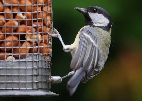 The risk of disease can be increased if the bird tables and other feeding stations are not kept clean. Picture: Joe Giddens/PA Wire