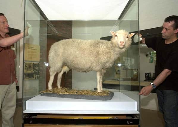 Dolly the Sheep evaded bungling kidnappers. Picture: Ben Curtis