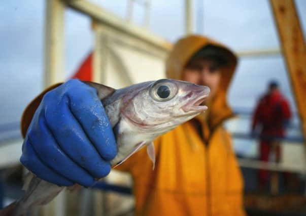 A haddock caught by the trawler Carina in the Atlantic about 70 miles off Scotland's north coast (Picture: Getty)
