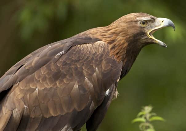 Over a 12-year period, 41 out of 131 tagged golden eagles have disappeared in the Highlands. Picture: SteveAllenPhoto