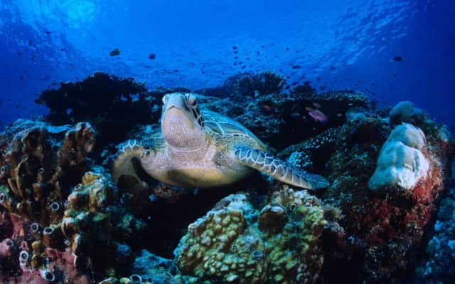 Hawksbill turtle in the Indo-Pacific Ocean. Picture: Jurgen Freund/WWF