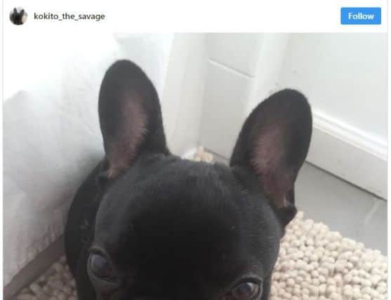 French bulldog Kokito died on board the United Airlines flight. Picture: @kokito_the_savage/Instagram