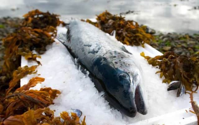 Salmon sales have helped boost Scotland's food and drink exports. Picture: TSPL