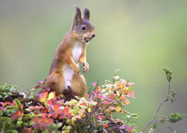 Conservationists have launched a fund-raising campaign to relocate native red squirrels to parts of the Highlands where they once roamed.  Picture: Peter Cairns