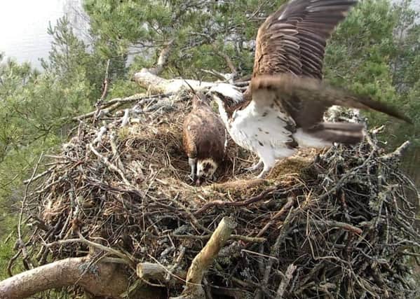 Female osprey LF15 with her first egg of the 2016 season, after a successful pairing with LM12 at Loch of the Lowes wildlife reserve in Perthshire. Picture: Scottish Wildlife Trust