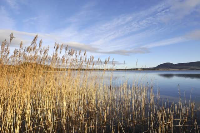 Reeds growing in the shallow waters of Loch Leven NNR.
PIC: Lorne Gill/SNH.
