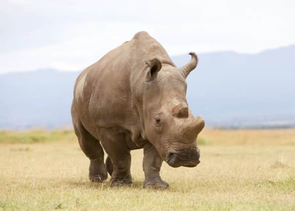 Sudan, the legendary male northern white rhino, has died