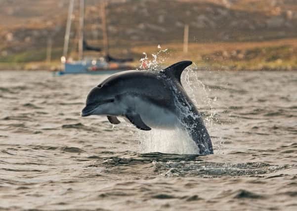 About 200 bottlenose dolphins call the North Sea their home