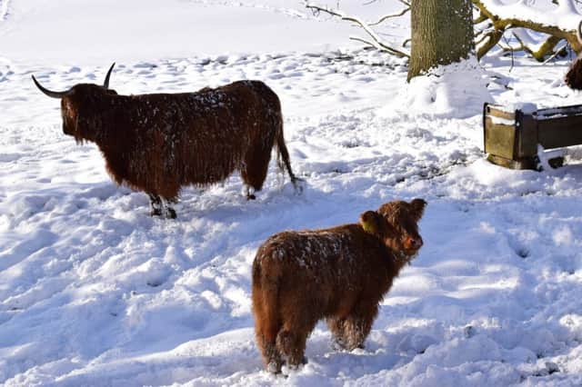 Hairy coos in Pollok Park in Glasgow