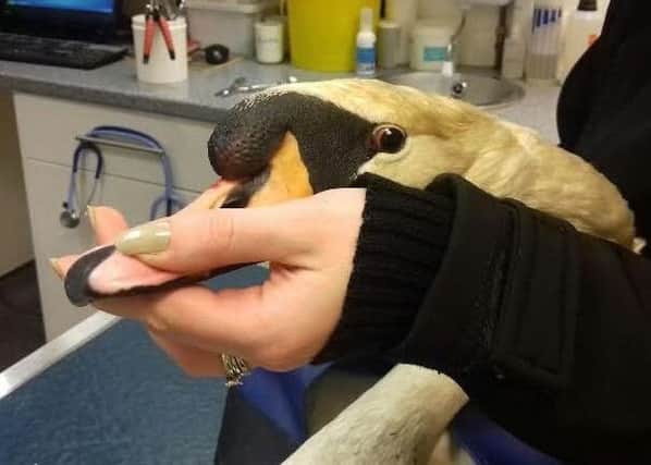 The swan had a fishing hook attached to its face. Pic: Scottish SCPA