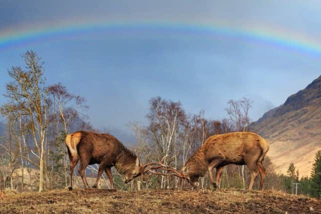 Stephen Davies captured two stags rutting under a rainbow at Glen Etive, Highland. Pics: Centre Press