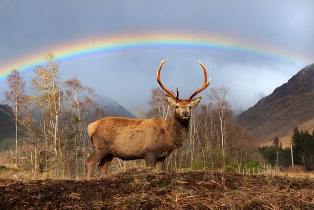 Stephen Davies captured two stags rutting under a rainbow at Glen Etive, Highland. Pic: CentrePress