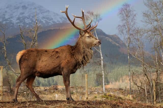 Stephen Davies captured two stags rutting under a rainbow at Glen Etive, Highland. Picture: Centre Press