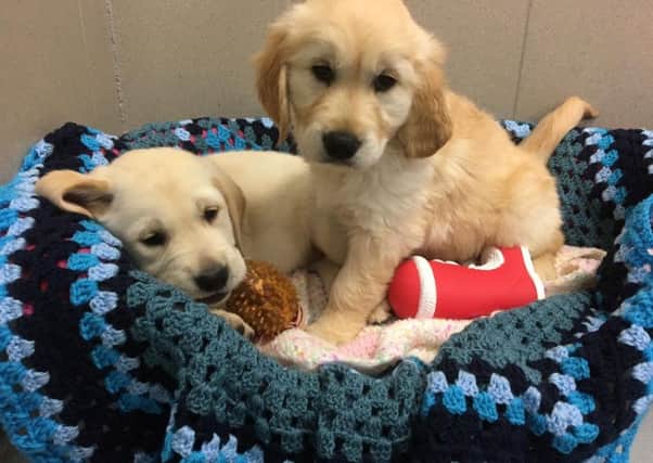Two guide dog puppies. Picture: Contributed to TSPL
