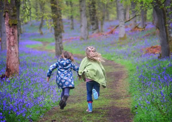 Picture: Kinclaven Bluebell Wood in Perthshire, Julie Howden/WTML