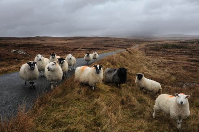 Nobody knows quite why sheep, but counting them has been going on for centuries. PIC: Robert Perry/ The Scotsman.