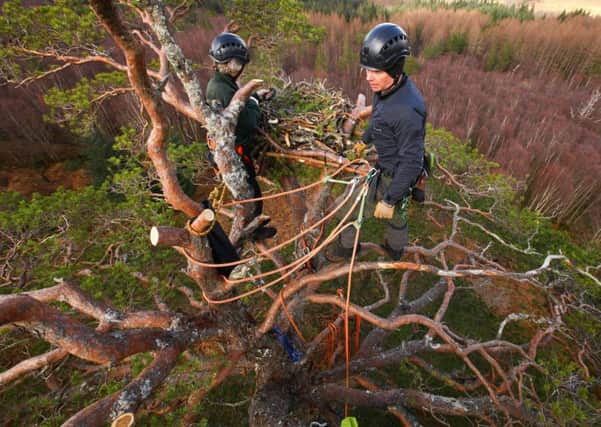 Justin Grant and Lewis Pate construct a new nest in Arkaig forest in an effort to attract more ospreys to the site. Picture:  WTML/Rare Breed Productions