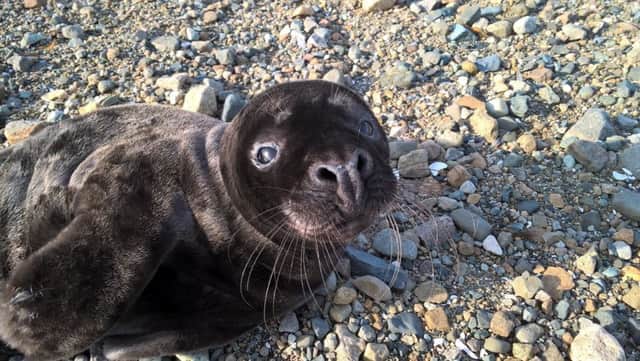 Bagheera the Atlantic grey seal was five weeks old and only a third of his normal body weight when found on a Mull beach but has been released back into the wild after being nursed back to health. Pic by Colin Seddon