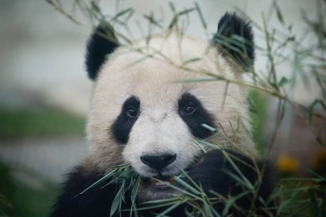 Xi Jinping is disappointed at Yang Guangs failure to sire a cub. Picture: Getty