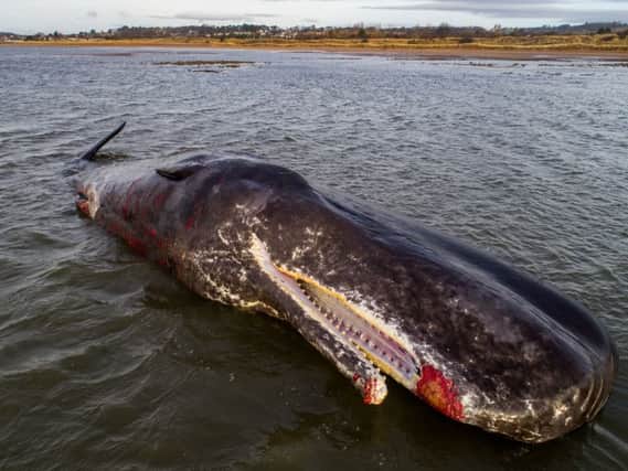 The infant whale was found dead on Barry Buddon beach near Monifieth. Picture: Cascade News