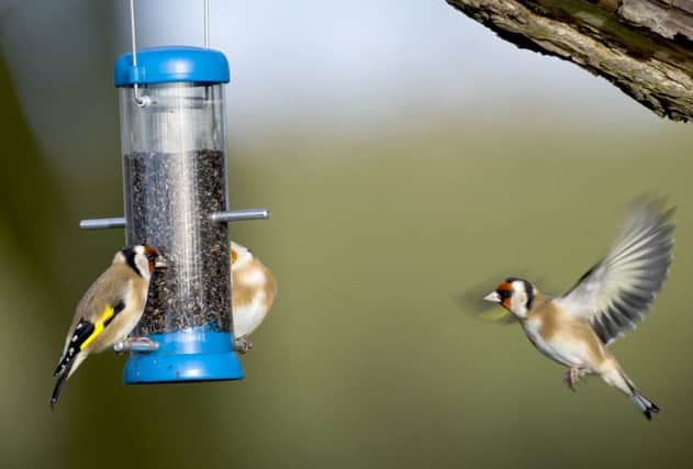 A goldfinch flies in for a bite from a garden feeder