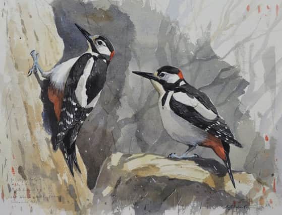 Woodpecker by Derek Robertson