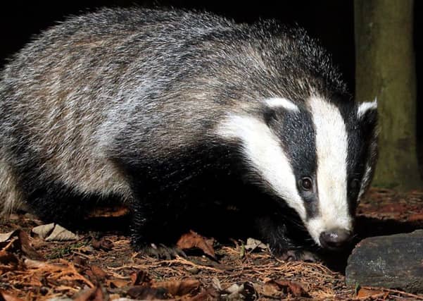 The Cellar Tunnel at Craignethan Castle was shut around midday on Thursday after staff discovered the unexpected guest. Picture: HES