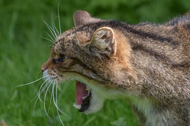 A giant Scottish wildcat has been recorded in an Aberdeenshire forest