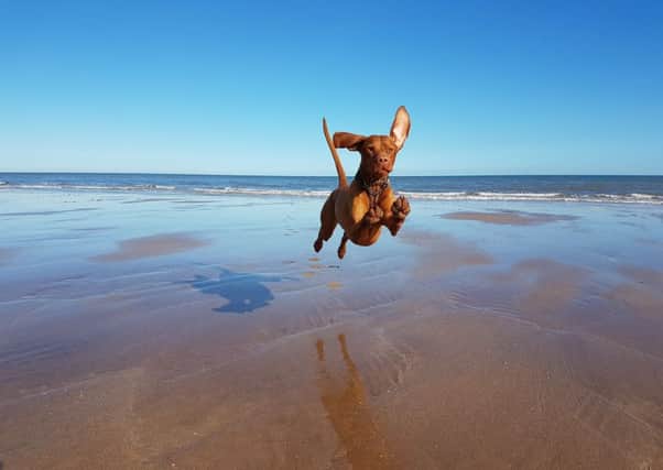 Zander, a Hungarian Vizsla, has built up a huge following of fans on social media. Pic: SWNS