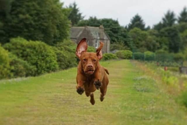 Zander has been gaining attention after his owner has captured him mid air in a series of images. Pic: SWNS