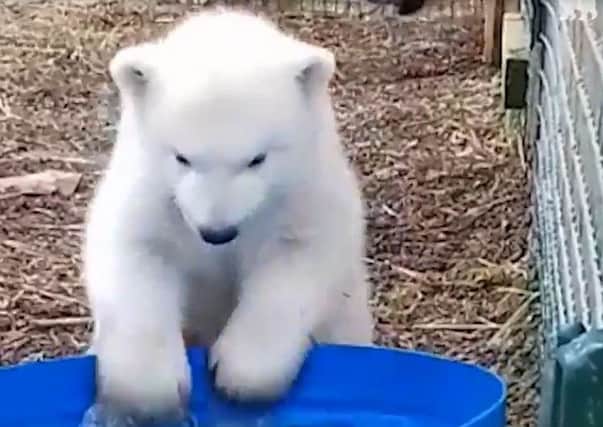 Adorable moment polar bear cub takes first dip in water.