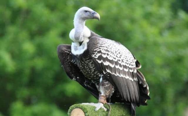 A Ruppell Griffon vultue was one of the two birds killed in the fire at Blair Drummond Safari Park