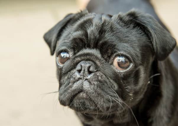 Pop-up Pug Cafe set to arrive in Glasgow. Pic: Ian Georgeson