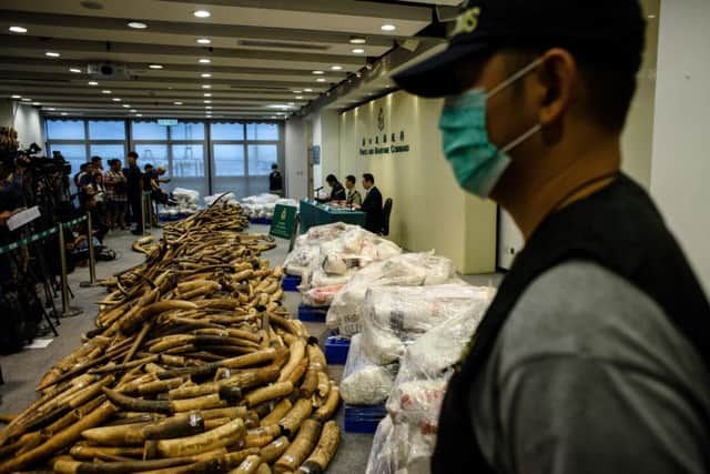 A customs officer (R) stands guard next to seized elephant ivory tusks during a press conference at the Kwai Chung Customhouse Cargo Examination Compound in Hong Kong. Picture: Getty