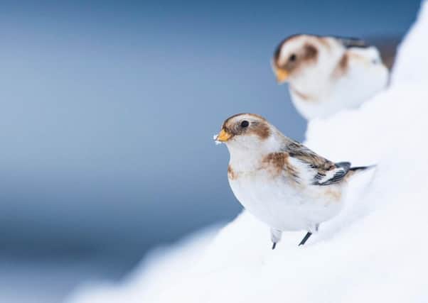 Snow buntings in Cairngorms National Park. Pic: REX