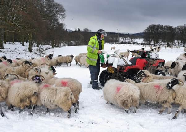 Severe weather can pose a real threat to sheep during lambing (Picture: Getty)