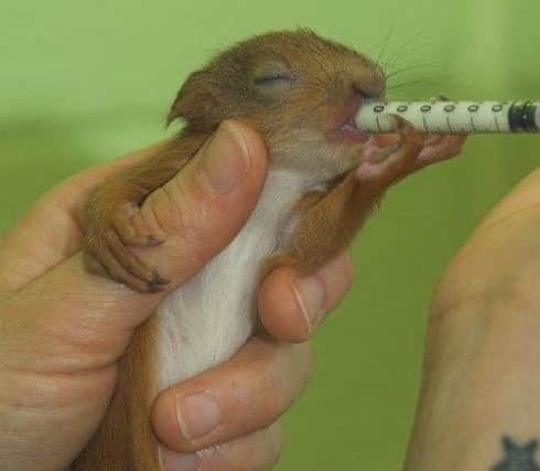 One of the 'hobbits' being fed. Picture: SSPCA