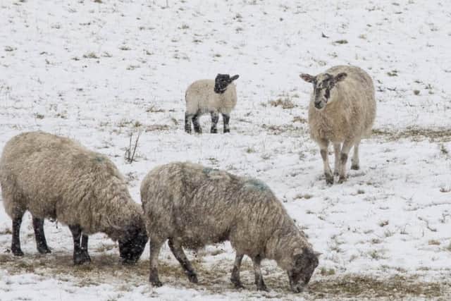 Freezing temperatures have turned Scotland's sheep farms into graveyards. Pic: SWNS