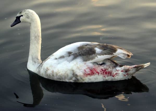 The Tories claim Scotland is lagging badly on punishment for people convicted of cruelty to animals such as the abuse suffered by this swan (pictured).