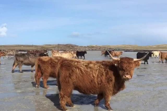 Stunning video shows cows making a two-mile journey across a beach to an uninhabited island to give birth. Pic: SWNS