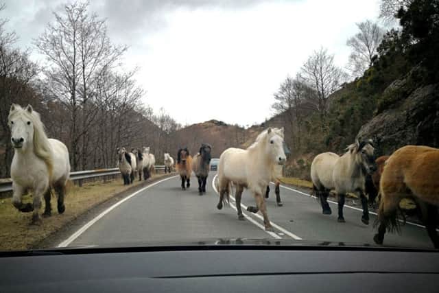 Wild Horses running on the road between Kyle of Lochalsh and Dundreggan near the Isle of Skye. Picture: SWNS