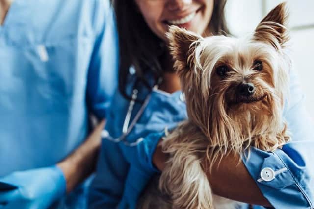 Does your dream job involve working with animals? (Photo: Shutterstock)