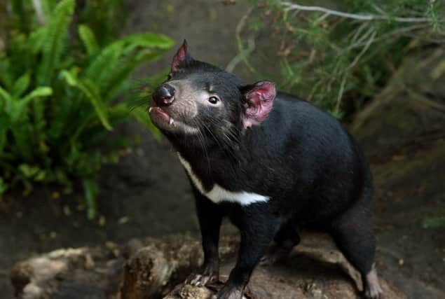 A tasmanian devil. Picture: MARK RALSTON/AFP/Getty Images