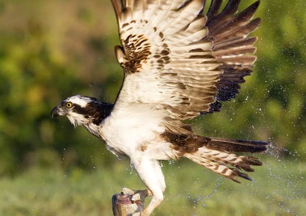 An osprey taking a fish just after dawn at the Rothiemurcus fishery near Aviemore. Picture: Ian Rutherford