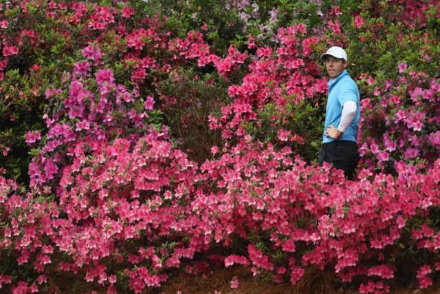 Rory McIlroy surveys the scene from the azaleas after finding them at the 13th hole afer his hand slipped off the grip of his club in heavy rain. Picture: Getty Images