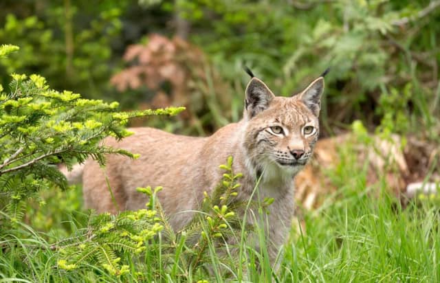 A lynx.
