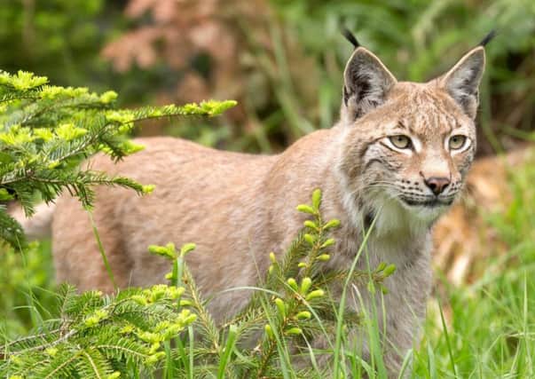 A European lynx on the prowl in Bavaria (Picture: Ronald Wittek/REX/Shutterstock)