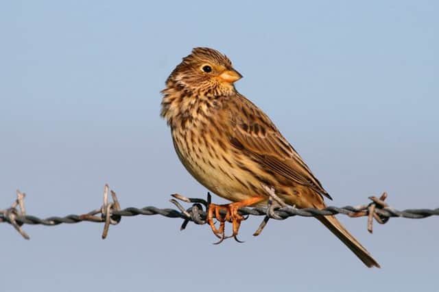 The corn bunting was once widespread in Scotland and Ireland but modern farming practices have put populations under pressure