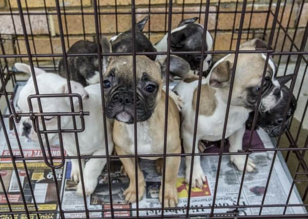 New campaign aims to end 'evil' illegal puppy farming. 
Picture: Peter Devlin
